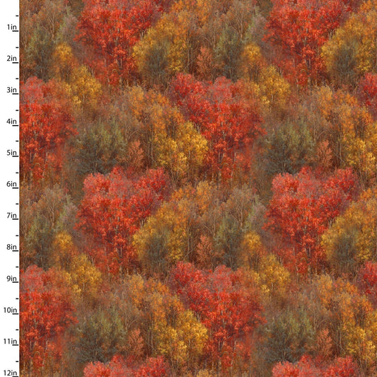 Whitetail Country - Forest texture - Autumn